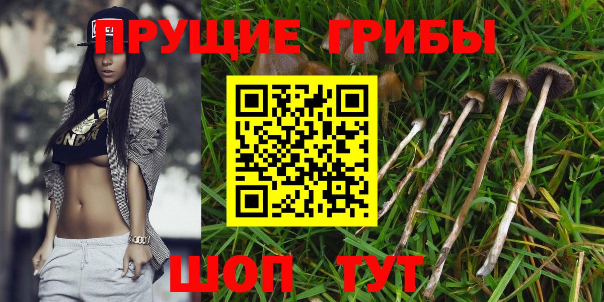 Псилоцибиновые грибы Psilocybe  Псилоцибиновые грибы Psilocybine cubensis  Шарыпово  Вход с VPN 